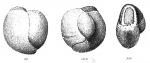 Pentellina strigillata (d'Orbigny, 1850)