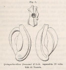 Quinqueloculina ferussaci d'Orbigny in Deshayes, 1832