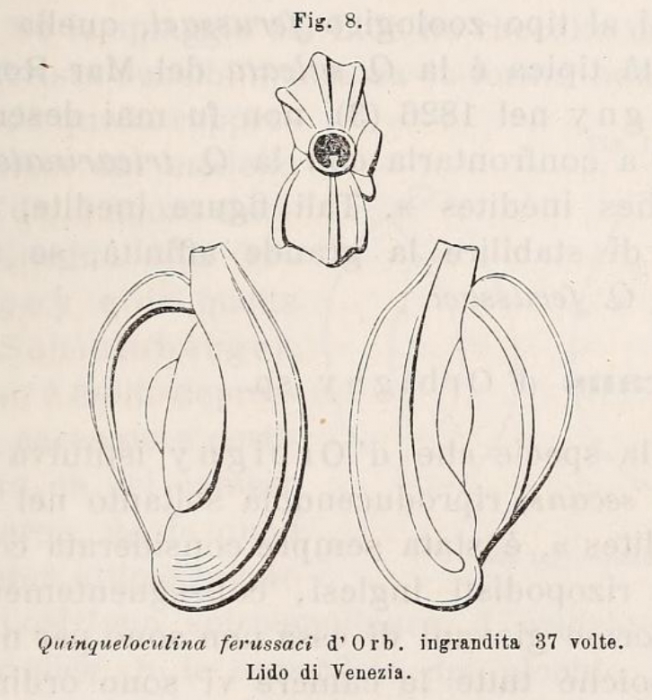 Quinqueloculina ferussaci d'Orbigny in Deshayes, 1832