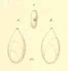 Polymorphina amygdaloides Reuss, 1856