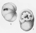 Cribrobulimina floridana Cole, 1942