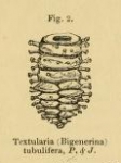 Textularia (Bigenerina) tubulifera Parker & Jones, 1863