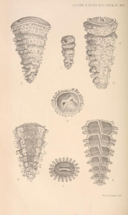 Bigenerina conica Heron-Allen & Earland, 1909 