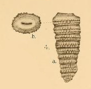 Siphogenerina papillosa Halkyard, 1918 Siphogenerina papillosa Halkyard, 1918