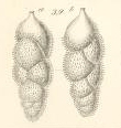 Uvigerina gracilis Reuss, 1851
