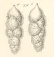 Uvigerina gracilis Reuss, 1851 Uvigerina gracilis Reuss, 1851
