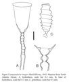 Hydrozoa (hydroids)