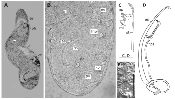 Paromalostomum dubium Paromalostomum dubium