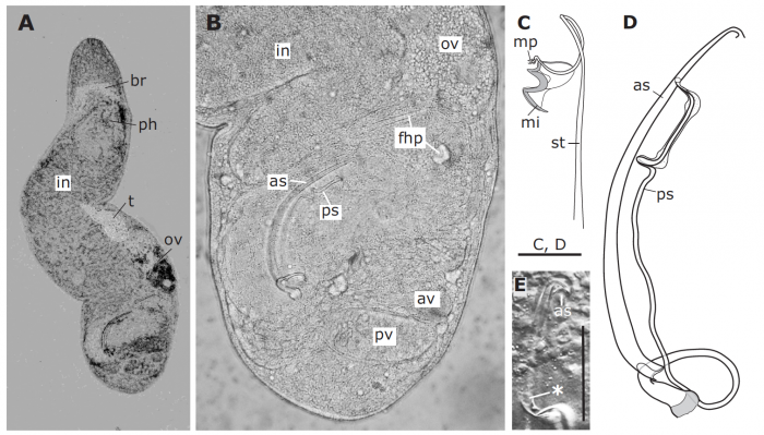 Paromalostomum dubium