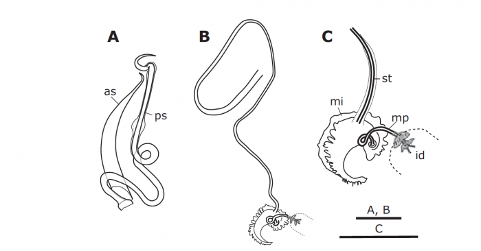 Paromalostomum minutum Paromalostomum minutum