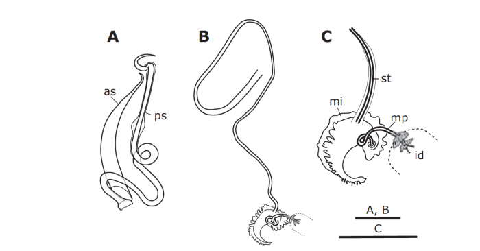 Paromalostomum minutum