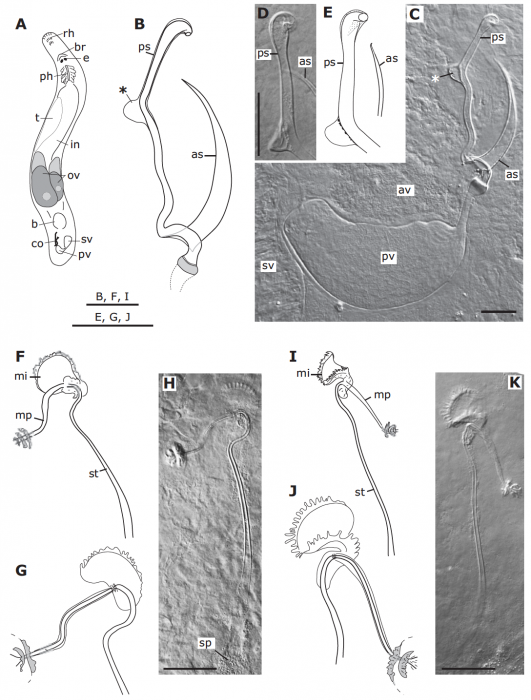 Cylindormacrostomum formosae Cylindormacrostomum formosae
