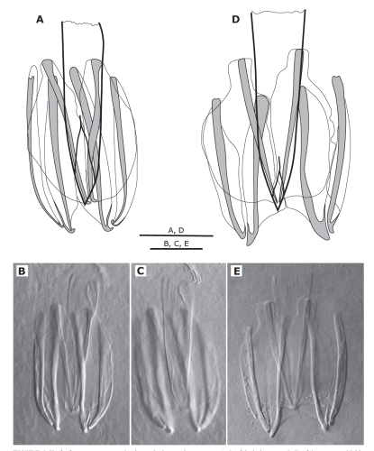 Haplopharynx papii