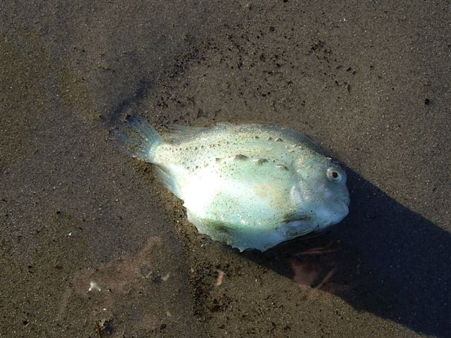 Cyclopterus lumpus Cyclopterus lumpus