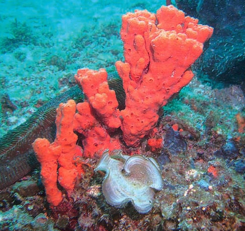 Agelas linnaei De Voogd et al. 2008 Agelas linnaei De Voogd et al. 2008