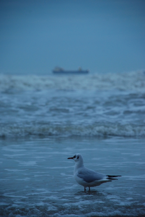 Black-headed gull - Larus ridibundus Black-headed gull - Larus ridibundus