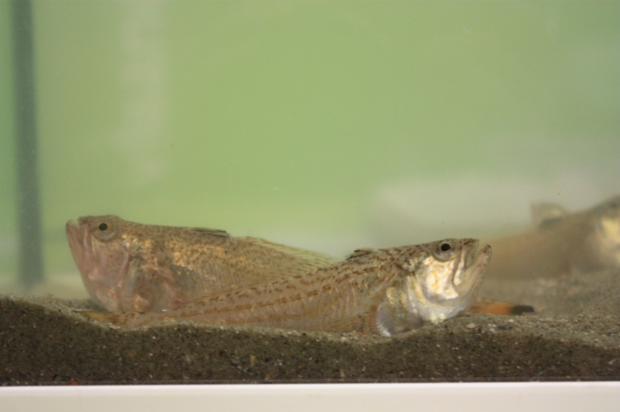 Lesser weever (Echiichthys vipera)