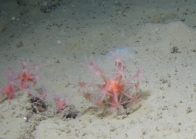 Anthomastus cf. grandiflorus,287 m Gulf of Mexico,.

Photograph courtesy of Lophelia II Reefs, Rigs, and Wrecks, BOEM-NOAA-OER. Identification by A. Quattrini. For more information see: Brooks JM, Fisher C, Roberts H, Cordes E, Baums I, Bernard B, Church R, Etnoyer P, German C, Goehring E, McDonald I, Roberts H, Shank T, Warren D, Welsh S, Wolff G, Weaver D (2015). Exploration and research of northern Gulf of Mexico deepwater natural and artificial hard-bottom habitats with emphasis on coral communities: Reefs, rigs, and wrecksLophelia II Appendices. U.S. Dept. of the Interior, Bureau of Ocean Energy Management, Gulf of Mexico OCS Region, New Orleans, LA. OCS Study BOEM 2016-022. 711 p.