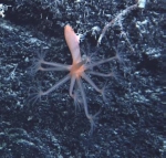 Cnidaria