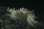 Cnidaria