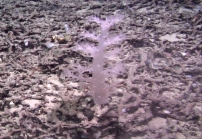 Aquaumbra cf. klapferi, 440 m Gulf of Mexico.

Photograph courtesy of Lophelia II Reefs, Rigs, and Wrecks, BOEM-NOAA-OER. Identification by L.P. Van Ofwegen, O. Breedy and A. Quattrini. For more information see: Brooks JM, Fisher C, Roberts H, Cordes E, Baums I, Bernard B, Church R, Etnoyer P, German C, Goehring E,  McDonald I, Roberts H, Shank T, Warren D, Welsh S, Wolff G, Weaver D (2015). Exploration and research of northern Gulf of Mexico deepwater natural and artificial hard-bottom habitats with emphasis on coral communities: Reefs, rigs, and wrecks—“Lophelia II” Appendices. U.S. Dept. of the Interior, Bureau of Ocean Energy Management, Gulf of Mexico OCS Region, New Orleans, LA. OCS Study BOEM 2016-022. 711 p.