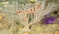 Anthozoa