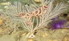 Callogorgia delta, 350 m Gulf of Mexico.

Photograph courtesy of Lophelia II Reefs, Rigs, and Wrecks, BOEM-NOAA-OER. Identification by A. Quattrini. For more information see: Brooks JM, Fisher C, Roberts H, Cordes E, Baums I, Bernard B, Church R, Etnoyer P, German C, Goehring E,  McDonald I, Roberts H, Shank T, Warren D, Welsh S, Wolff G, Weaver D (2015). Exploration and research of northern Gulf of Mexico deepwater natural and artificial hard-bottom habitats with emphasis on coral communities: Reefs, rigs, and wrecks—“Lophelia II” Appendices. U.S. Dept. of the Interior, Bureau of Ocean Energy Management, Gulf of Mexico OCS Region, New Orleans, LA. OCS Study BOEM 2016-022. 711 p.