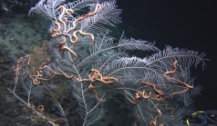 Callogorgia gracilis,290 m Gulf of Mexico.

Photograph courtesy of Lophelia II Reefs, Rigs, and Wrecks, BOEM-NOAA-OER. Identification by A. Quattrini. For more information see: Brooks JM, Fisher C, Roberts H, Cordes E, Baums I, Bernard B, Church R, Etnoyer P, German C, Goehring E, McDonald I, Roberts H, Shank T, Warren D, Welsh S, Wolff G, Weaver D (2015). Exploration and research of northern Gulf of Mexico deepwater natural and artificial hard-bottom habitats with emphasis on coral communities: Reefs, rigs, and wrecksLophelia II Appendices. U.S. Dept. of the Interior, Bureau of Ocean Energy Management, Gulf of Mexico OCS Region, New Orleans, LA. OCS Study BOEM 2016-022. 711 p.