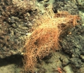 Anthozoa