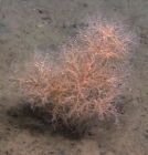 Chrysogorgia sp.,1049 m Gulf of Mexico.

Photograph courtesy of Lophelia II Reefs, Rigs, and Wrecks, BOEM-NOAA-OER. Identification by A. Quattrini. For more information see: Brooks JM, Fisher C, Roberts H, Cordes E, Baums I, Bernard B, Church R, Etnoyer P, German C, Goehring E, McDonald I, Roberts H, Shank T, Warren D, Welsh S, Wolff G, Weaver D (2015). Exploration and research of northern Gulf of Mexico deepwater natural and artificial hard-bottom habitats with emphasis on coral communities: Reefs, rigs, and wrecksLophelia II Appendices. U.S. Dept. of the Interior, Bureau of Ocean Energy Management, Gulf of Mexico OCS Region, New Orleans, LA. OCS Study BOEM 2016-022. 711 p.
