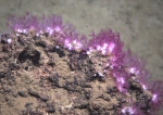 Clavularia rudis, 1373 m Gulf of Mexico.

Photograph courtesy of Lophelia II Reefs, Rigs, and Wrecks, BOEM-NOAA-OER. Identification by P. Etnoyer, K. Moore and M. Rittinghouse. For more information see: Brooks JM, Fisher C, Roberts H, Cordes E, Baums I, Bernard B, Church R, Etnoyer P, German C, Goehring E,  McDonald I, Roberts H, Shank T, Warren D, Welsh S, Wolff G, Weaver D (2015). Exploration and research of northern Gulf of Mexico deepwater natural and artificial hard-bottom habitats with emphasis on coral communities: Reefs, rigs, and wrecks—“Lophelia II” Appendices. U.S. Dept. of the Interior, Bureau of Ocean Energy Management, Gulf of Mexico OCS Region, New Orleans, LA. OCS Study BOEM 2016-022. 711 p.