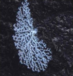 Corallium niobe