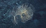 Iridogorgia magnispiralis, 2229 m Gulf of Mexico.

Photograph courtesy of Lophelia II Reefs, Rigs, and Wrecks, BOEM-NOAA-OER. Identification by A. Quattrini. For more information see: Brooks JM, Fisher C, Roberts H, Cordes E, Baums I, Bernard B, Church R, Etnoyer P, German C, Goehring E,  McDonald I, Roberts H, Shank T, Warren D, Welsh S, Wolff G, Weaver D (2015). Exploration and research of northern Gulf of Mexico deepwater natural and artificial hard-bottom habitats with emphasis on coral communities: Reefs, rigs, and wrecks—“Lophelia II” Appendices. U.S. Dept. of the Interior, Bureau of Ocean Energy Management, Gulf of Mexico OCS Region, New Orleans, LA. OCS Study BOEM 2016-022. 711 p.