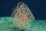 Iridogorgia splendens, 1422 m Gulf of Mexico.

Photograph courtesy of Lophelia II Reefs, Rigs, and Wrecks, BOEM-NOAA-OER. Identification by A. Quattrini. For more information see: Brooks JM, Fisher C, Roberts H, Cordes E, Baums I, Bernard B, Church R, Etnoyer P, German C, Goehring E,  McDonald I, Roberts H, Shank T, Warren D, Welsh S, Wolff G, Weaver D (2015). Exploration and research of northern Gulf of Mexico deepwater natural and artificial hard-bottom habitats with emphasis on coral communities: Reefs, rigs, and wrecks—“Lophelia II” Appendices. U.S. Dept. of the Interior, Bureau of Ocean Energy Management, Gulf of Mexico OCS Region, New Orleans, LA. OCS Study BOEM 2016-022. 711 p.