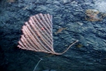 Cnidaria