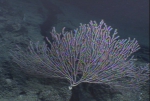 Cnidaria