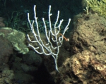 Muriceides sp., 538 m Gulf of Mexico.

Photograph courtesy of Lophelia II Reefs, Rigs, and Wrecks, BOEM-NOAA-OER. Identification by A. Quattrini. For more information see: Brooks JM, Fisher C, Roberts H, Cordes E, Baums I, Bernard B, Church R, Etnoyer P, German C, Goehring E,  McDonald I, Roberts H, Shank T, Warren D, Welsh S, Wolff G, Weaver D (2015). Exploration and research of northern Gulf of Mexico deepwater natural and artificial hard-bottom habitats with emphasis on coral communities: Reefs, rigs, and wrecks—“Lophelia II” Appendices. U.S. Dept. of the Interior, Bureau of Ocean Energy Management, Gulf of Mexico OCS Region, New Orleans, LA. OCS Study BOEM 2016-022. 711 p.