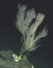 Paracalyptrophora carinata, 574 m Gulf of Mexico.

Photograph courtesy of Lophelia II Reefs, Rigs, and Wrecks, BOEM-NOAA-OER. Identification by P. Etnoyer and A. Quattrini. For more information see: Brooks JM, Fisher C, Roberts H, Cordes E, Baums I, Bernard B, Church R, Etnoyer P, German C, Goehring E,  McDonald I, Roberts H, Shank T, Warren D, Welsh S, Wolff G, Weaver D (2015). Exploration and research of northern Gulf of Mexico deepwater natural and artificial hard-bottom habitats with emphasis on coral communities: Reefs, rigs, and wrecks—“Lophelia II” Appendices. U.S. Dept. of the Interior, Bureau of Ocean Energy Management, Gulf of Mexico OCS Region, New Orleans, LA. OCS Study BOEM 2016-022. 711 p.