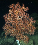 Cnidaria