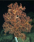 Paragorgia regalis, 1369 m Gulf of Mexico.

Photograph courtesy of Lophelia II Reefs, Rigs, and Wrecks, BOEM-NOAA-OER. Identification by P. Etnoyer, M. Rittinghouse and J. Sanchez. For more information see: Brooks JM, Fisher C, Roberts H, Cordes E, Baums I, Bernard B, Church R, Etnoyer P, German C, Goehring E,  McDonald I, Roberts H, Shank T, Warren D, Welsh S, Wolff G, Weaver D (2015). Exploration and research of northern Gulf of Mexico deepwater natural and artificial hard-bottom habitats with emphasis on coral communities: Reefs, rigs, and wrecks—“Lophelia II” Appendices. U.S. Dept. of the Interior, Bureau of Ocean Energy Management, Gulf of Mexico OCS Region, New Orleans, LA. OCS Study BOEM 2016-022. 711 p.