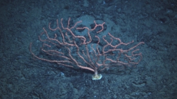 Sibogagorgia cauliflora, 2300 m Gulf of Mexico.

Photograph courtesy of Lophelia II Reefs, Rigs, and Wrecks, BOEM-NOAA-OER. Identification by S. Herrera and A. Quattrini. For more information see: Brooks JM, Fisher C, Roberts H, Cordes E, Baums I, Bernard B, Church R, Etnoyer P, German C, Goehring E,  McDonald I, Roberts H, Shank T, Warren D, Welsh S, Wolff G, Weaver D (2015). Exploration and research of northern Gulf of Mexico deepwater natural and artificial hard-bottom habitats with emphasis on coral communities: Reefs, rigs, and wrecks—“Lophelia II” Appendices. U.S. Dept. of the Interior, Bureau of Ocean Energy Management, Gulf of Mexico OCS Region, New Orleans, LA. OCS Study BOEM 2016-022. 711 p.