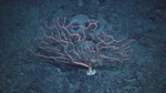 Sibogagorgia cauliflora, 2300 m Gulf of Mexico.

Photograph courtesy of Lophelia II Reefs, Rigs, and Wrecks, BOEM-NOAA-OER. Identification by S. Herrera and A. Quattrini. For more information see: Brooks JM, Fisher C, Roberts H, Cordes E, Baums I, Bernard B, Church R, Etnoyer P, German C, Goehring E,  McDonald I, Roberts H, Shank T, Warren D, Welsh S, Wolff G, Weaver D (2015). Exploration and research of northern Gulf of Mexico deepwater natural and artificial hard-bottom habitats with emphasis on coral communities: Reefs, rigs, and wrecks—“Lophelia II” Appendices. U.S. Dept. of the Interior, Bureau of Ocean Energy Management, Gulf of Mexico OCS Region, New Orleans, LA. OCS Study BOEM 2016-022. 711 p.