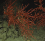 Swiftia cf. koreni, 850 m Gulf of Mexico.

Photograph courtesy of Lophelia II Reefs, Rigs, and Wrecks, BOEM-NOAA-OER. Identification by A. Quattrini. For more information see: Brooks JM, Fisher C, Roberts H, Cordes E, Baums I, Bernard B, Church R, Etnoyer P, German C, Goehring E,  McDonald I, Roberts H, Shank T, Warren D, Welsh S, Wolff G, Weaver D (2015). Exploration and research of northern Gulf of Mexico deepwater natural and artificial hard-bottom habitats with emphasis on coral communities: Reefs, rigs, and wrecks—“Lophelia II” Appendices. U.S. Dept. of the Interior, Bureau of Ocean Energy Management, Gulf of Mexico OCS Region, New Orleans, LA. OCS Study BOEM 2016-022. 711 p.