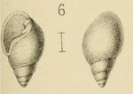 Ringicula pulchella Morlet, 1880  Original figure in Morlet (1880) pl. 5 fig. 6