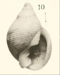 Ringicula blanchardi Dautzenberg & Fischer, 1896Original figure in Dautzenberg & Fischer, 1896, pl. 15 fig. 10