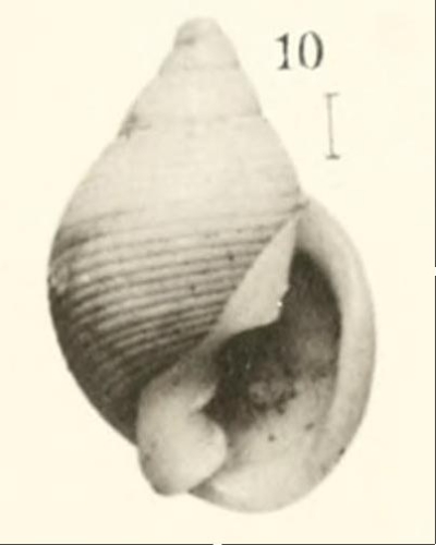 Ringicula blanchardi Dautzenberg & Fischer, 1896Original figure in Dautzenberg & Fischer, 1896, pl. 15 fig. 10