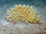 Cnidaria