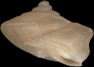 Holotype, lateral view