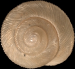 Holotype, apical view