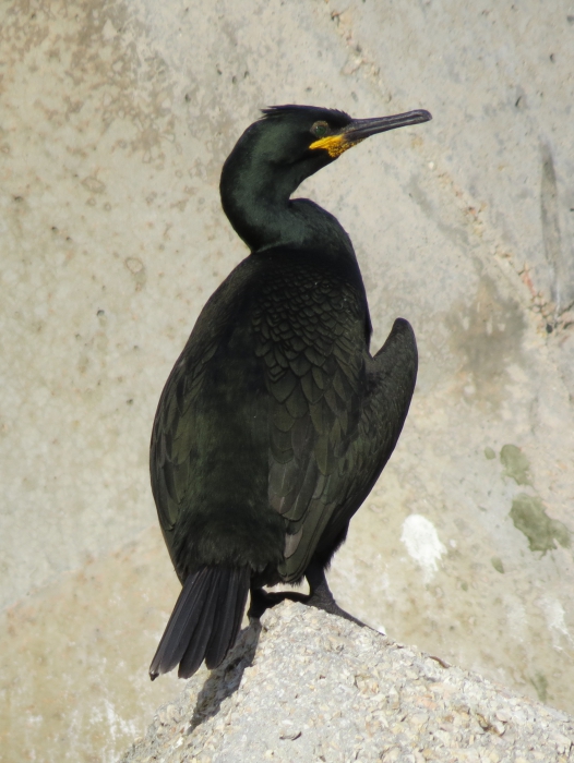 Phalacrocorax aristotelis desmarestii Phalacrocorax aristotelis desmarestii